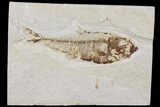 Diplomystus Fossil Fish - Wyoming #101154-1